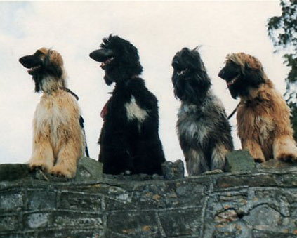 Sophie,Bubbles,Vashti and Sasha on the old sea wall at Clevedon.